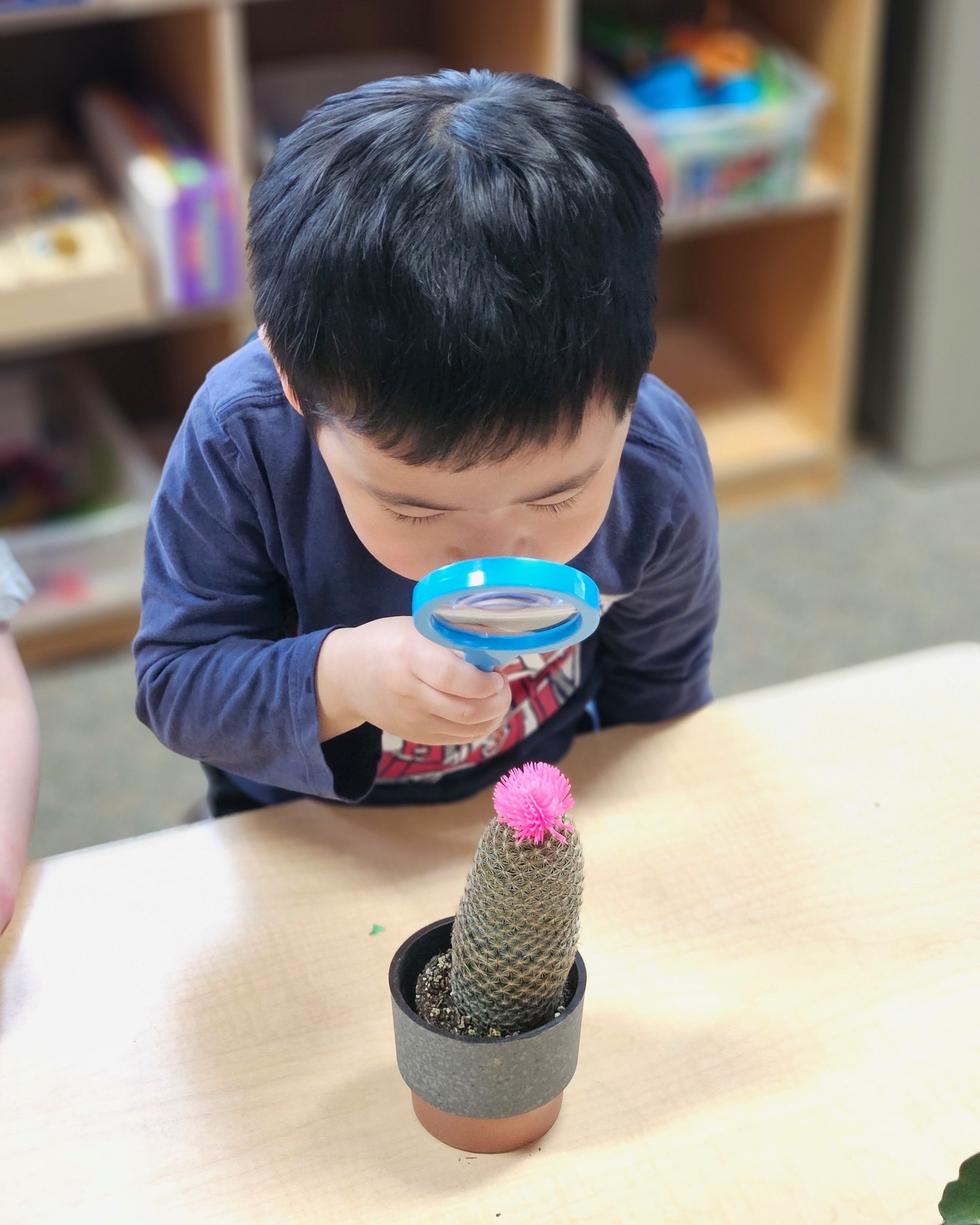 Child looking at a potted cactus with a magnifying glass