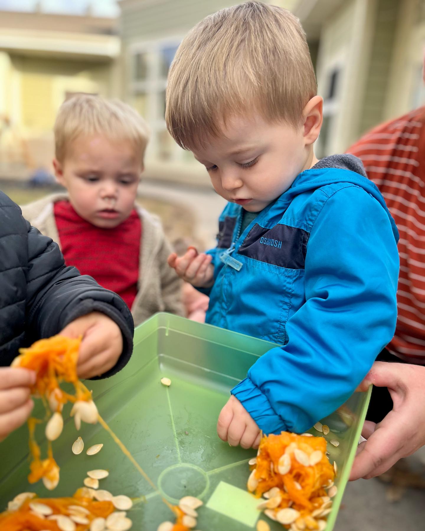 Two children playing with pumpkin guts and seeds in a green bin