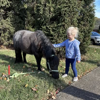 Child petting a pony grazing on grass